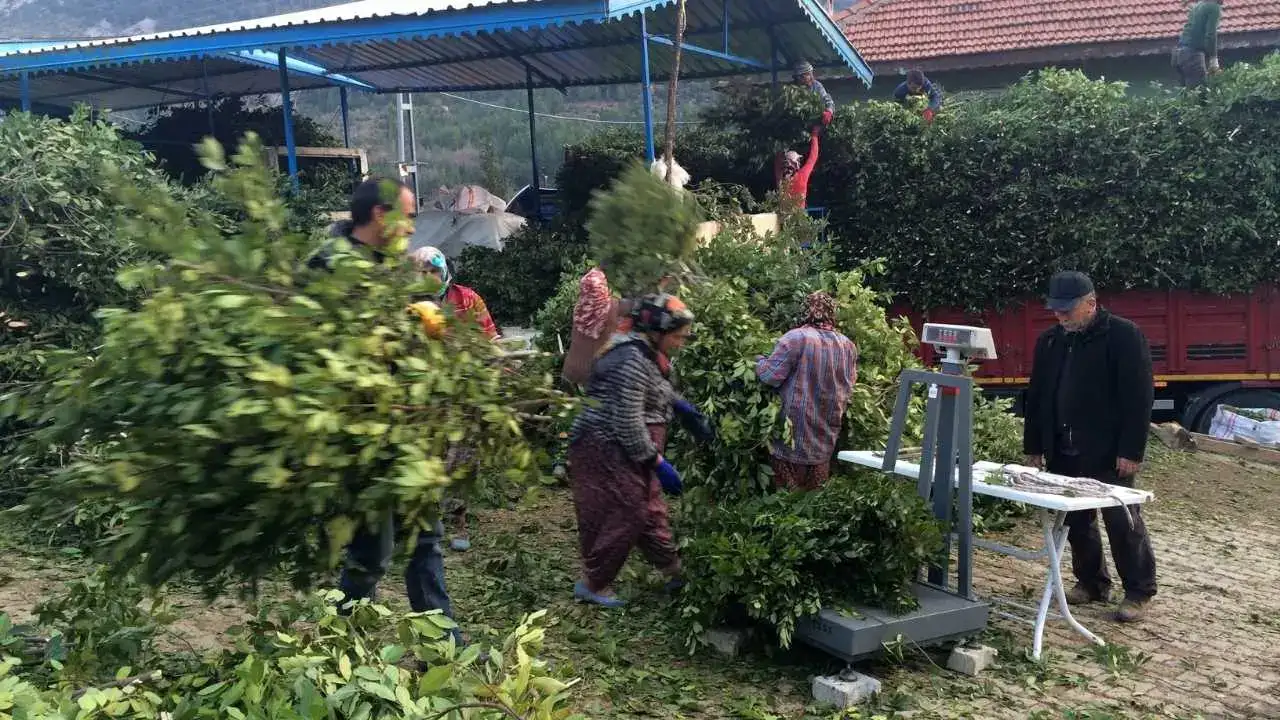 Defne Yaprağı Altın Gibi Kazandırıyor! 2